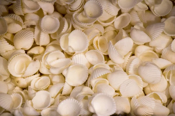 Stesso tipo di conchiglie raccolte — Foto Stock