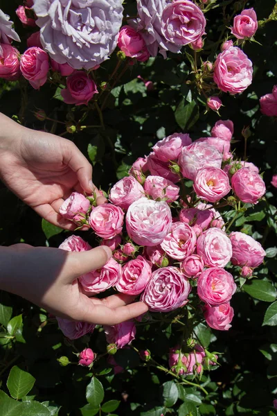 Lindas rosas frescas na mão — Fotografia de Stock
