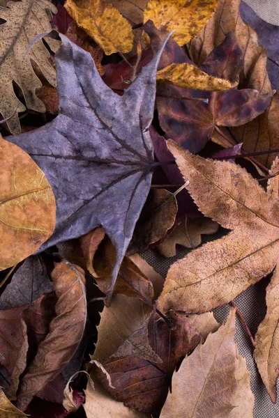 Foglia a forma di cuore su uno sfondo pieno di foglie — Foto Stock