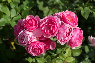 Güzel renkli gül bahçesinde çiçek açan