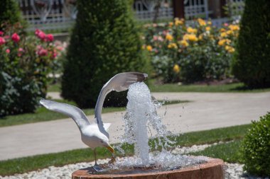 martı bir gül bahçesine çeşme tarafından
