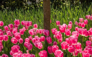 İlkbaharda açan laleler 