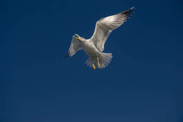 Gaivota única voando em azul um céu — Fotografia de Stock