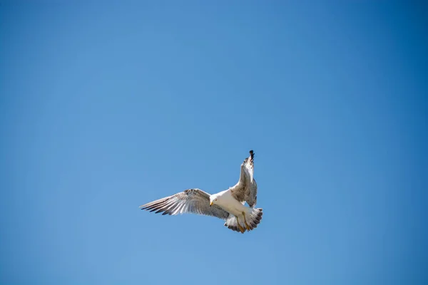 单海鸥飞翔在蓝色天空 — 图库照片