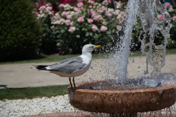 Gaivota junto à fonte em um jardim de rosas — Fotografia de Stock