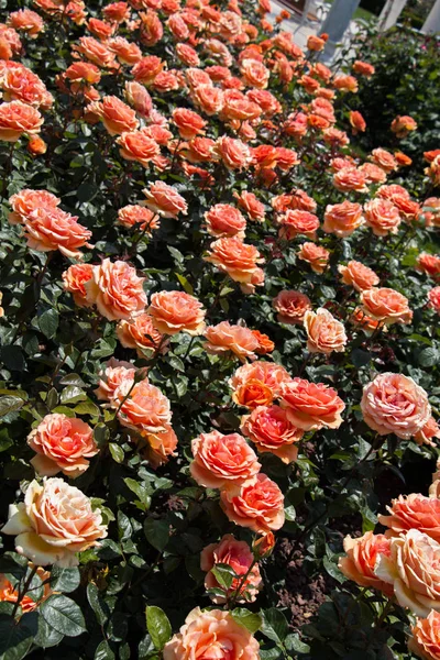 Güzel renkli gül bahçesinde çiçek açan