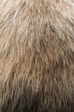 Arka plan olarak dekoratif hayvan kürk 