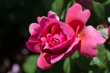 Güzel renkli gül çiçek