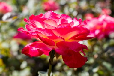 Güzel renkli gül çiçek