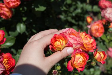 Güzel renkli gül bahçesinde çiçek açan