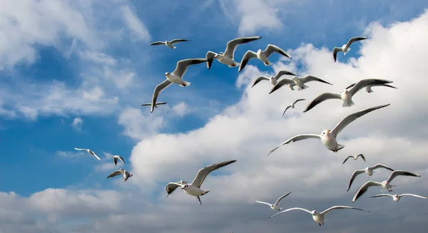 Des pigeons volent dans le ciel au-dessus de la mer à Istanbul — Photo