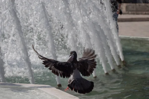 噴水で孤独な鳥の生活都市環境 — ストック写真