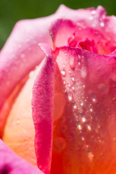 Schöne frische Rosen aus nächster Nähe — Stockfoto