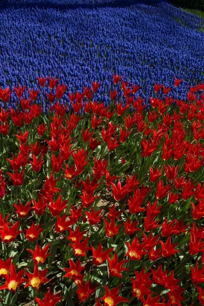 Tulipan kolorowe kwiaty jako tło w ogrodzie — Zdjęcie stockowe