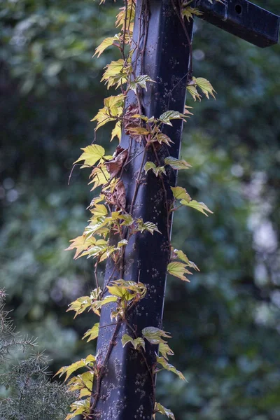 Hojas de árbol verde como fondo —  Fotos de Stock