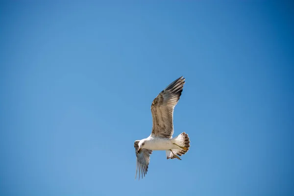 플 라 잉 블루에 하늘 한 갈매기 — 스톡 사진