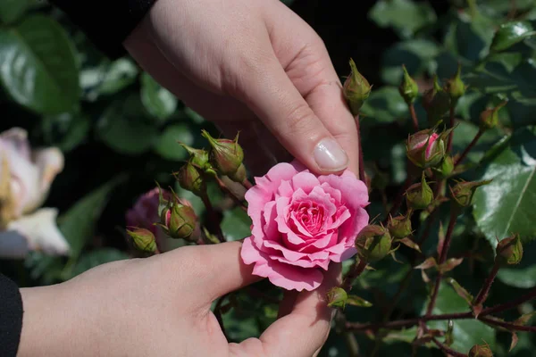 Güzel renkli gül çiçek el