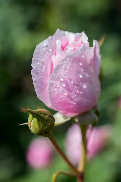 Rose with water drops on it — Stock Photo, Image