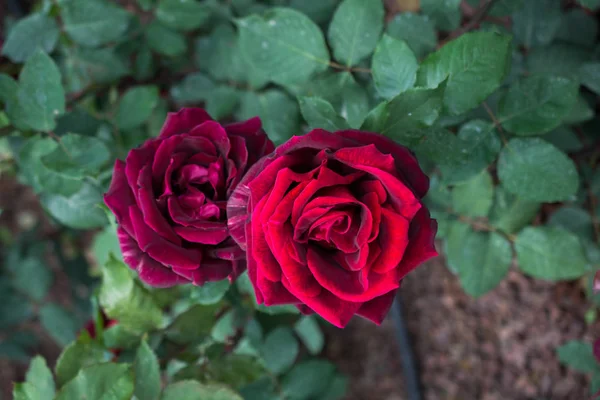 Flores hermosas rosas de colores en el jardín — Foto de Stock