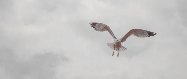 Single seagull sitting on the roof — Stock Photo, Image