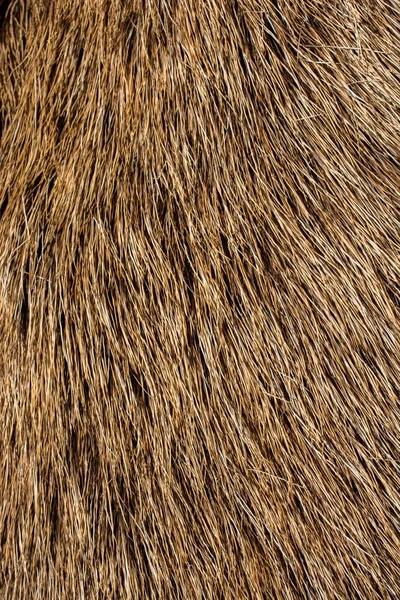 Decorative animal  fur as a background — Stock Photo, Image