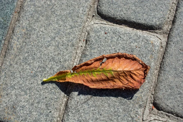 秋の背景として乾燥葉 — ストック写真