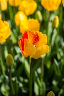 İlkbaharda açan laleler 