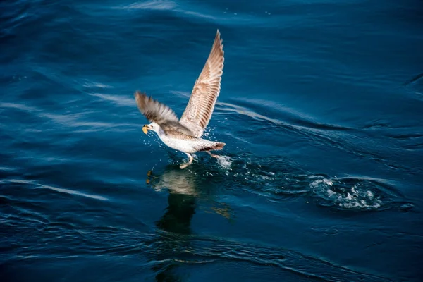 Gaviota volando sobre aguas marinas — Foto de Stock