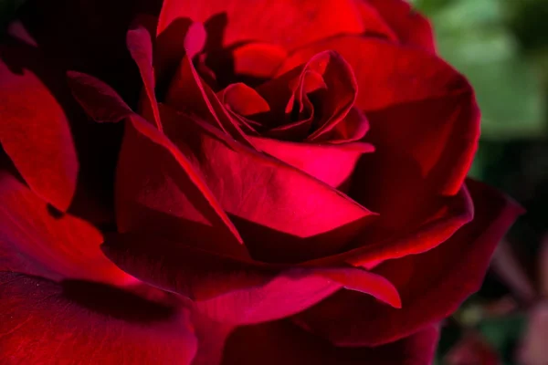 Belle rose fresche in vista da vicino — Foto Stock