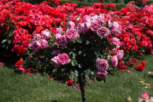 Рожева ялинка з рожевими трояндами в саду — стокове фото