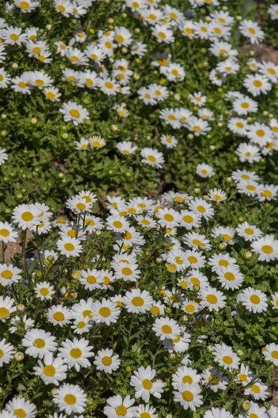 Kwiaty piękne daisy jako tło — Zdjęcie stockowe