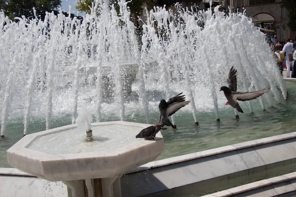 Palomas de la ciudad al lado de la fuente — Foto de Stock