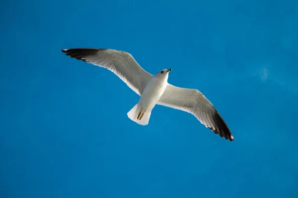 Mås som flyger i blå himmel — Stockfoto