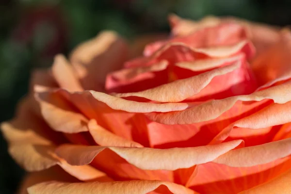 Hermosas rosas frescas en vista de cerca — Foto de Stock