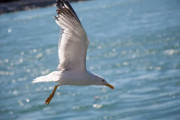 Pojedynczy seagull lotu nad wodami morza — Zdjęcie stockowe