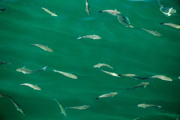 Fische im Überfluss im Wasser des Meeres — Stockfoto