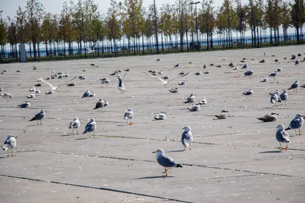 Les mouettes sont au repos sur un sol en béton — Photo