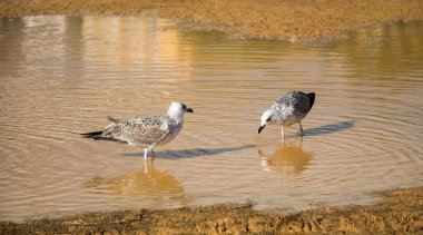Çamurlu su ile zeminde martılar
