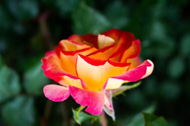 Yakından bakınca güzel taze güller.