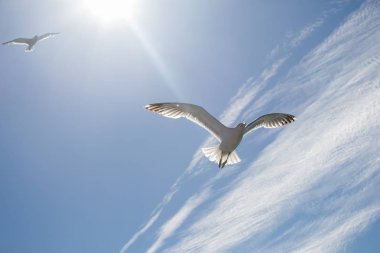 Mavi bir gökyüzü uçan martı