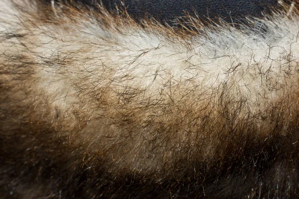 Decorative animal  fur as a background — Stock Photo, Image