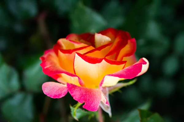 Hermosas rosas frescas en vista de cerca —  Fotos de Stock