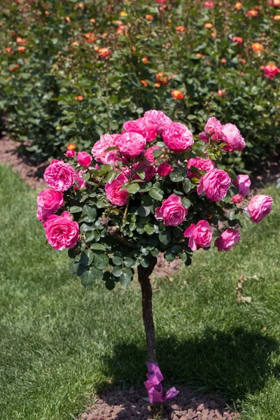Rose tree with pink roses in a garden