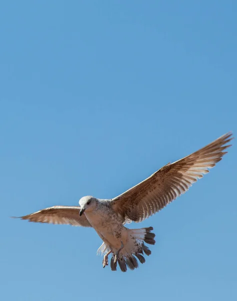 Gabbiano che vola in un cielo blu come sfondo — Foto Stock