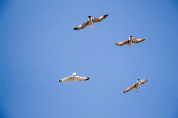 Möwe fliegt in blauem Himmel — Stockfoto