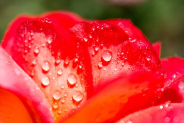 Gül ile suyun üzerinde damla