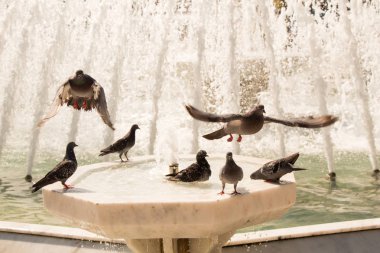 Şehir güvercinleri çeşme kenarında