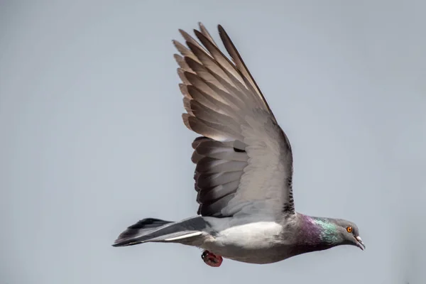Летящий в воздухе одинокий голубь — стоковое фото