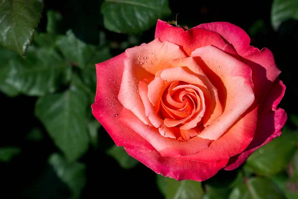 Красива барвиста трояндова квітка — стокове фото