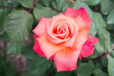 Güzel renkli gül çiçek